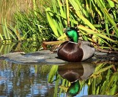 Mallard reflected in the water of the pond