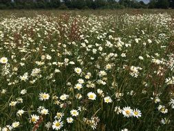 lot of daisy flowers on meadow