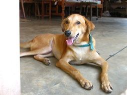 brown dog in a green collar