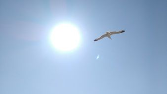 Seagull and sun