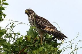 hawk on a green bush