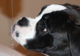 black and white boxer near a jet of water