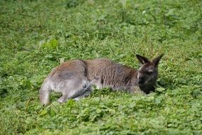 kangaroo is sleeping on a green field