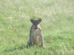 Lion Cub sits on green grass on a sunny day