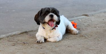 cuddly playful dog