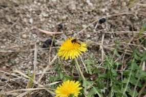 bee on a yellow spring flower