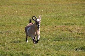 little Goat Animal at Farm Running