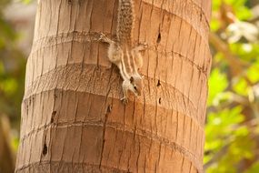 Cute, beautiful and colorful squirrel climbs down a tree among the plants
