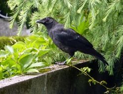 perched carrion crow