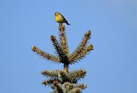 bird on the top of the tree