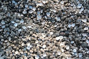 picture of the Mussels and Shells