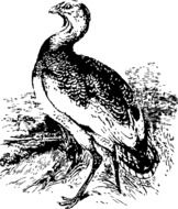 black and white drawing of bustard