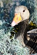 Duck with yellow beak