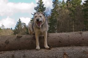 hybrid dog on tree trunks