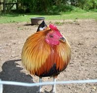 Golden rooster on farm, head close up