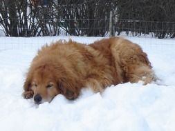 the dog is lying on the snow