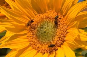 insects on a bright flower of a sunflower