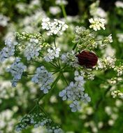 black-red strip bug on a green plant