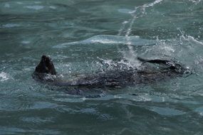 Seal swimming in a water