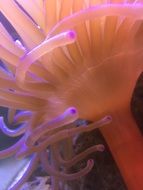 tropical coral fish