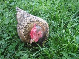 spotted chicken on the grass