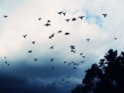 Birds are flying in the sky