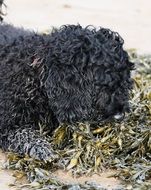 dog playing with seaweed on the beach