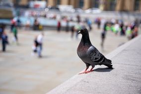 charmingly cute Pigeon bird