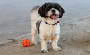 black and white dog with orange ball