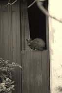 the cat is sitting on the wooden doors