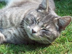 relaxed cat