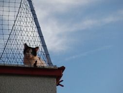 cat on the roof behind the net