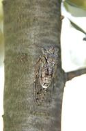 Cicada South Insect