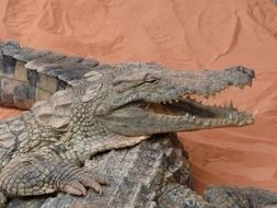 Crocodile on a sand