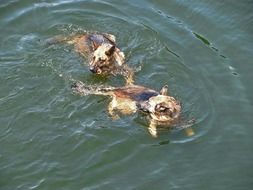 two german police dogs in the water