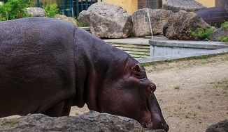 hippopotamus in captivity