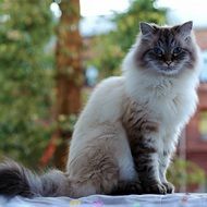 fluffy graceful thoroughbred cat