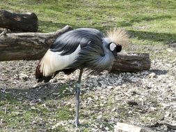 grey crowned crane in africa