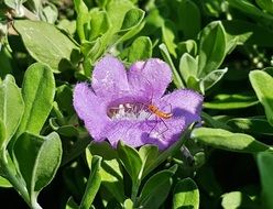 imagenes de flores ninfa