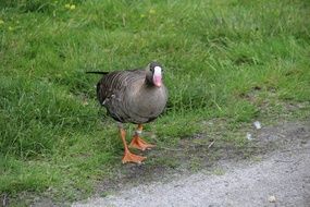 goose stands on the road