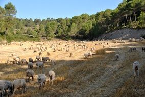 flock of sheep on the field near the trees