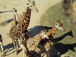 herd of giraffes