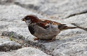 foraging colorful tiny sparrow