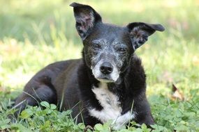 adorable black and white mongrel