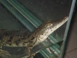 small crocodile in an aquarium close up