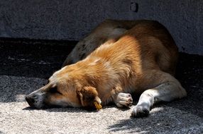 dog sleeps on the pavement in the sun