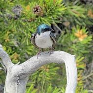 swallow on a tree branch