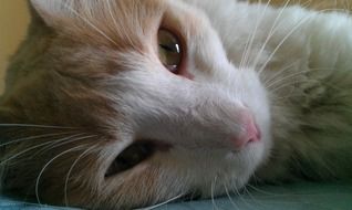lazy relaxed cat