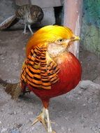 Exotic Birds