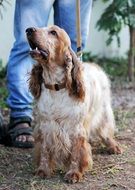 brown spaniel on a leash